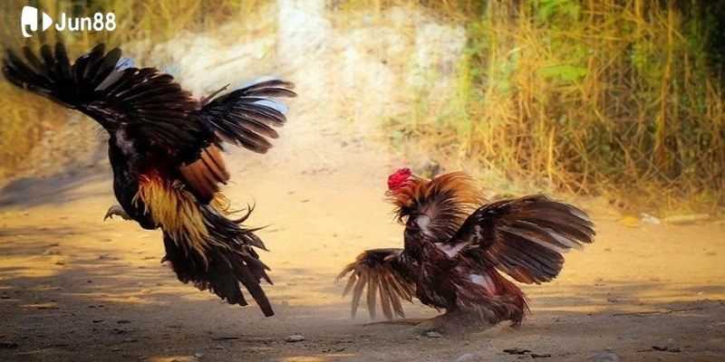 Đá Gà Thomo Hôm Nay – Lịch Thi Đấu Và Mẹo Đặt Cược Thắng Lớn Tại Jun88 3 mot-so-keo-dinh-cao-chi-co-tai-da-ga-thomo-hom-nay