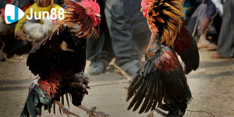 Đá Gà Đòn Bí Quyết Chọn Gà Chiến Mạnh Mẽ Và Bền Bỉ 2 Đá gà đòn